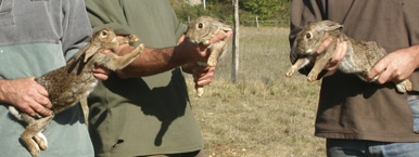 Gibier des Causses | élevage de lapins - Femelles reproductrices